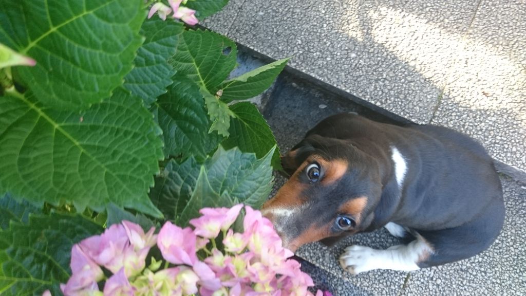 Nutella Des Mille Et Une Roses